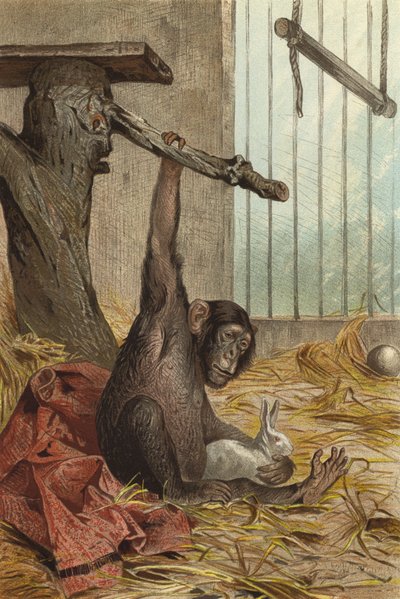 Chimpanzé - European School